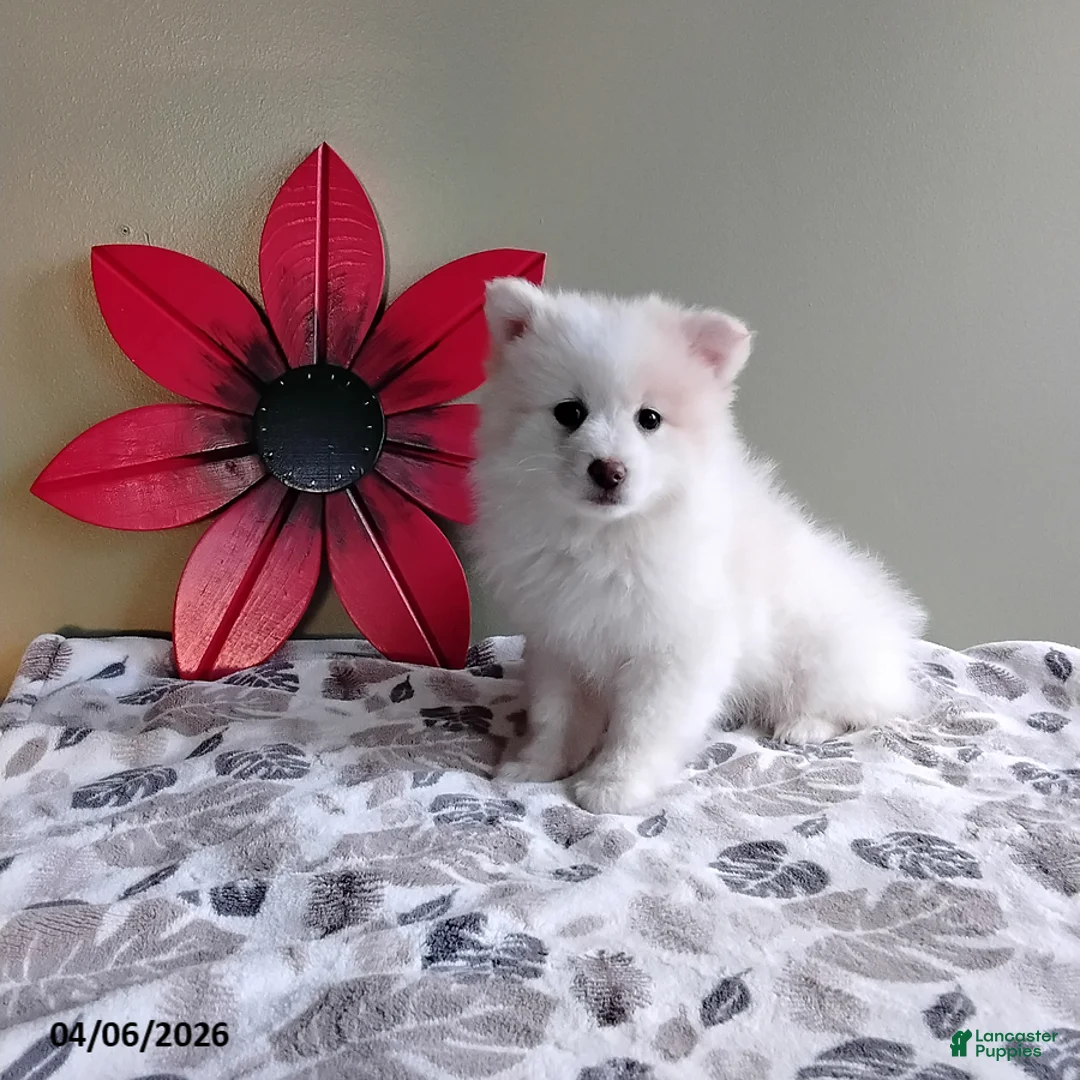 Mixed Breed dogs for sale: Rover - Ad 1