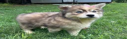 Siberian Husky dogs for sale: RUBY - Ad 18