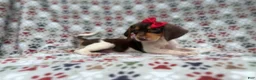 Beagle dogs for sale: Wynona - Ad 3