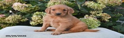 Golden Retriever dogs for sale: Tilly - Ad 2