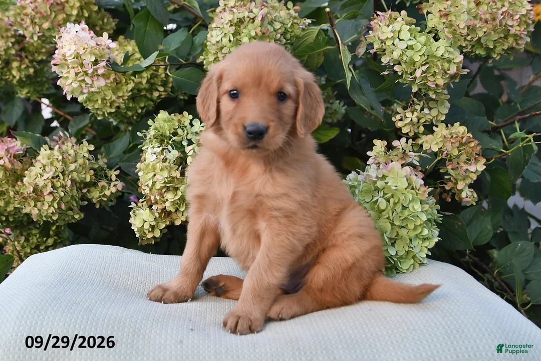 Golden Retriever dogs for sale: Tilly - Ad 2