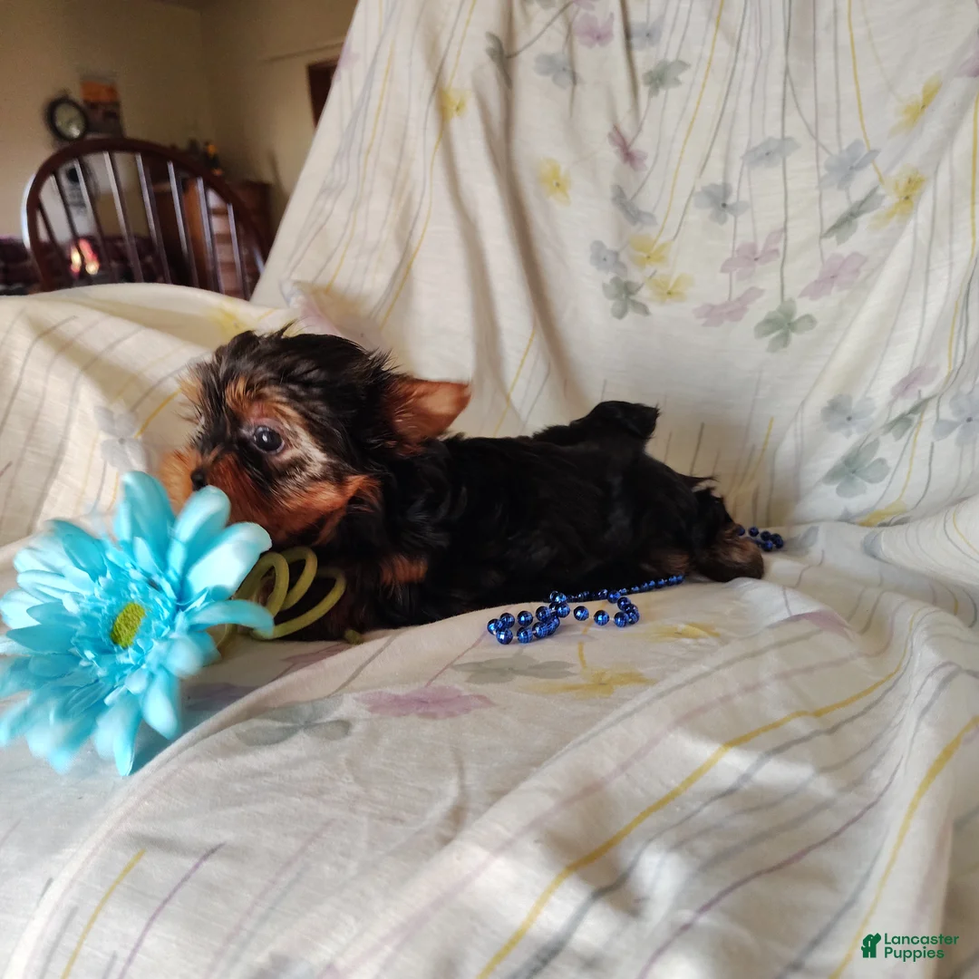 Yorkshire Terrier dogs for sale: Tony - Ad 2