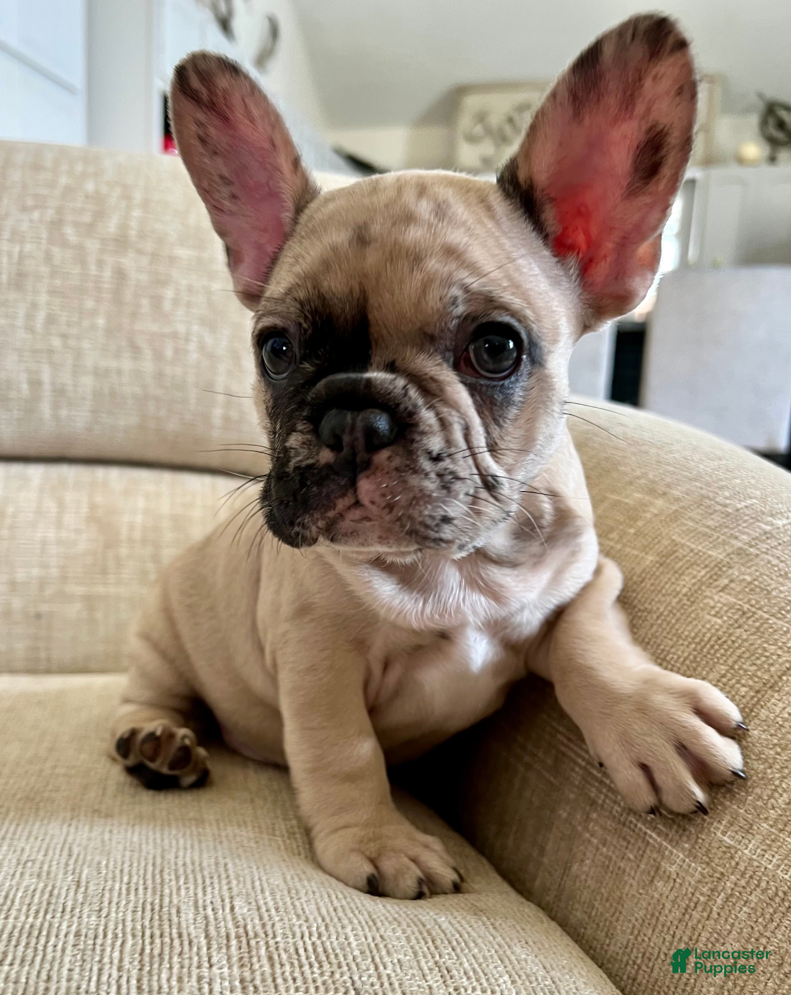 French Bulldog dogs Scout  - Ad 12