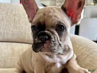 French Bulldog dogs Scout - Ad 12