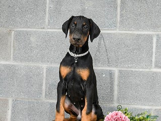 Doberman Pinscher dogs Archer - Ad 29