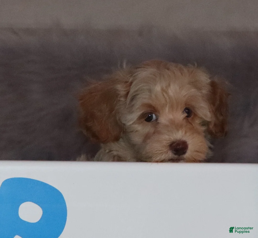 Havapoo dogs for sale: Addie 👨‍👨‍👦‍👦💞🐕Miniature - Ad 13