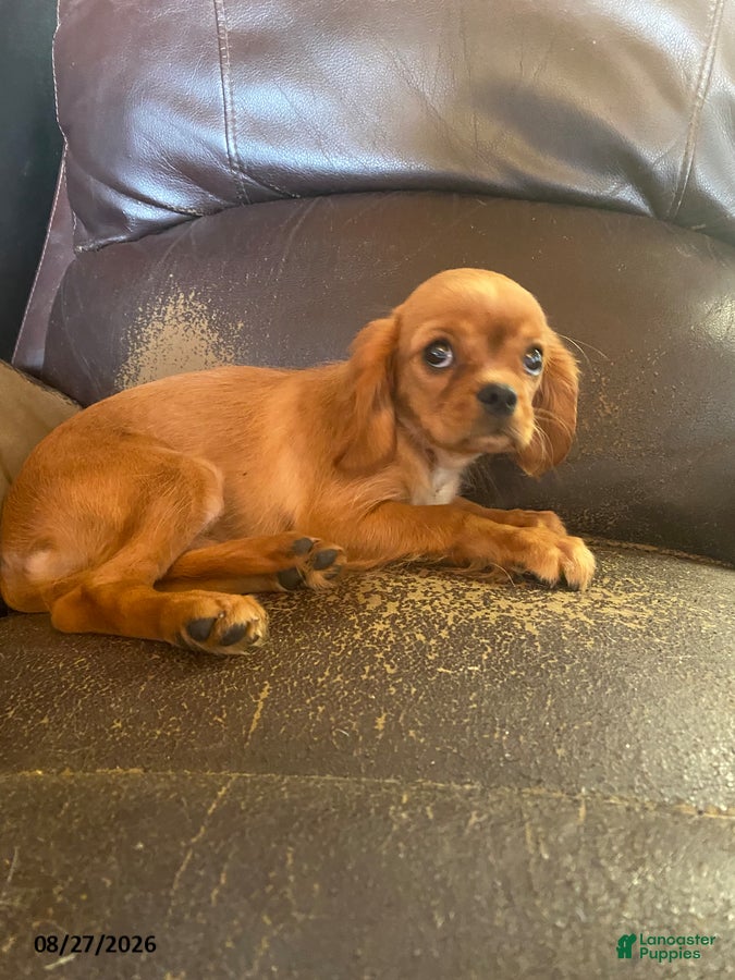 Mixed Breed dogs Lucy - Ad 2
