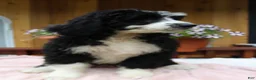 Bernedoodle dogs for sale: Ava - Ad 7