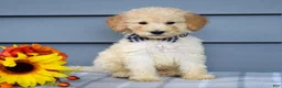 Goldendoodle dogs for sale: Oscar - Ad 5