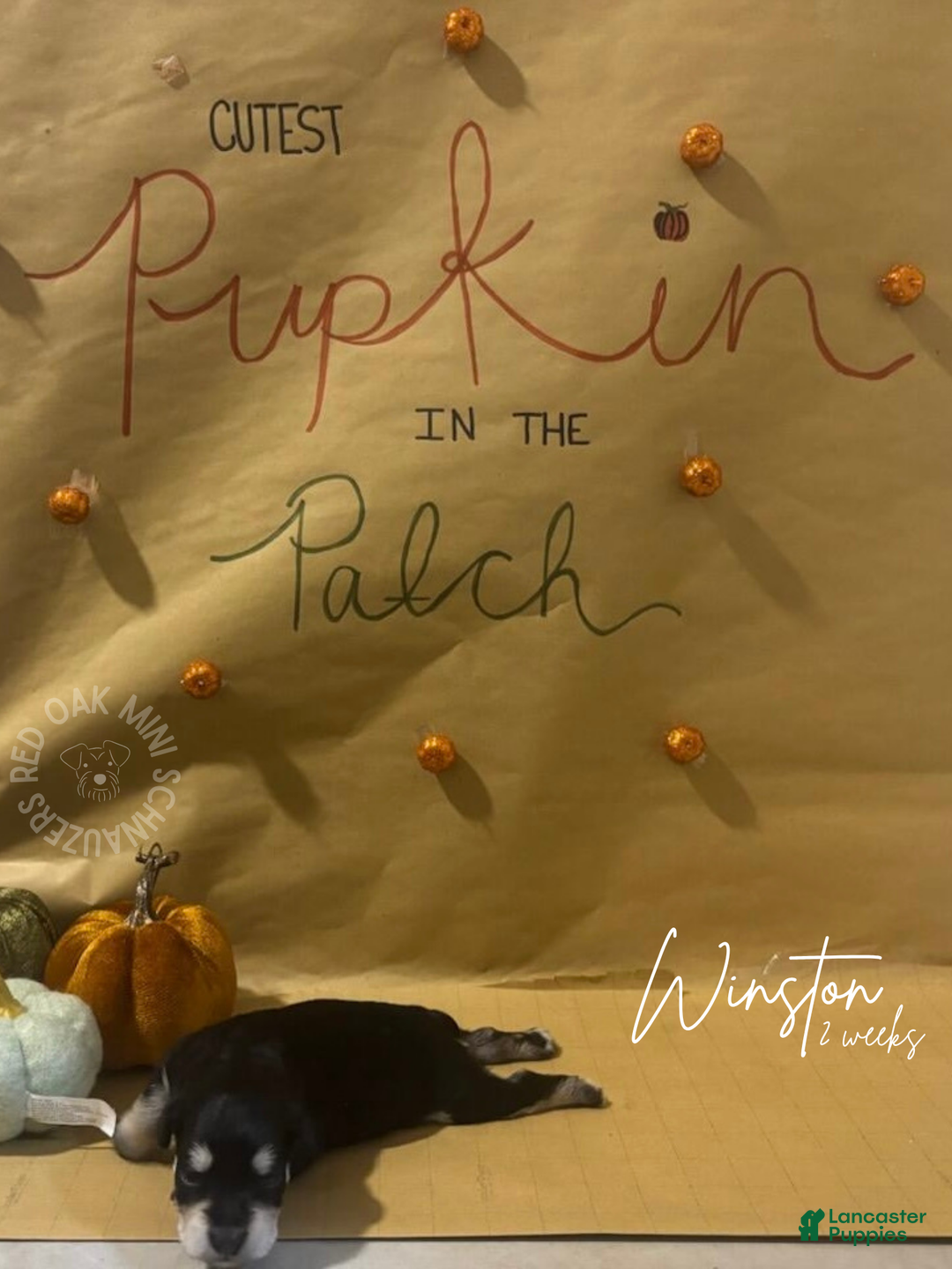 Miniature Schnauzer dogs for sale: Miniature Schnauzer Puppy 3 - Ad 3