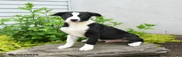 Border Collie dogs for sale: Hancock - Ad 3