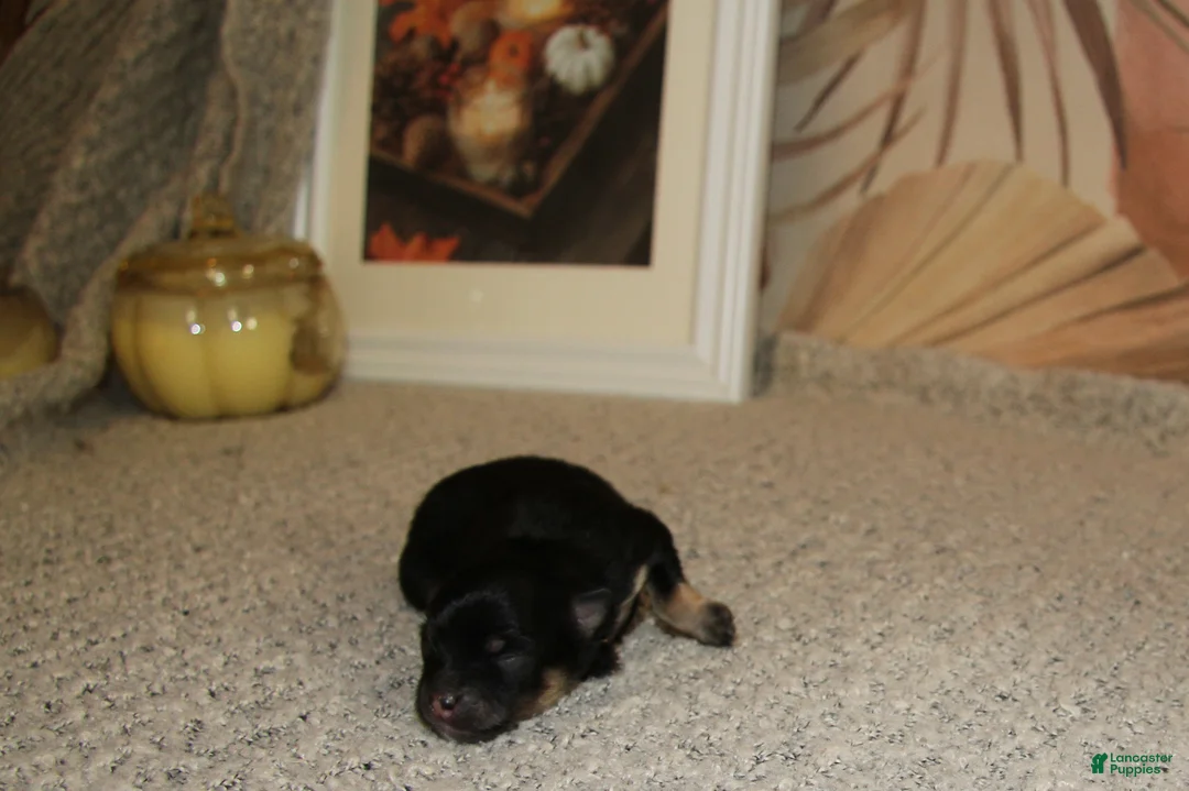 Pomeranian dogs for sale: Lasting  - Ad 1