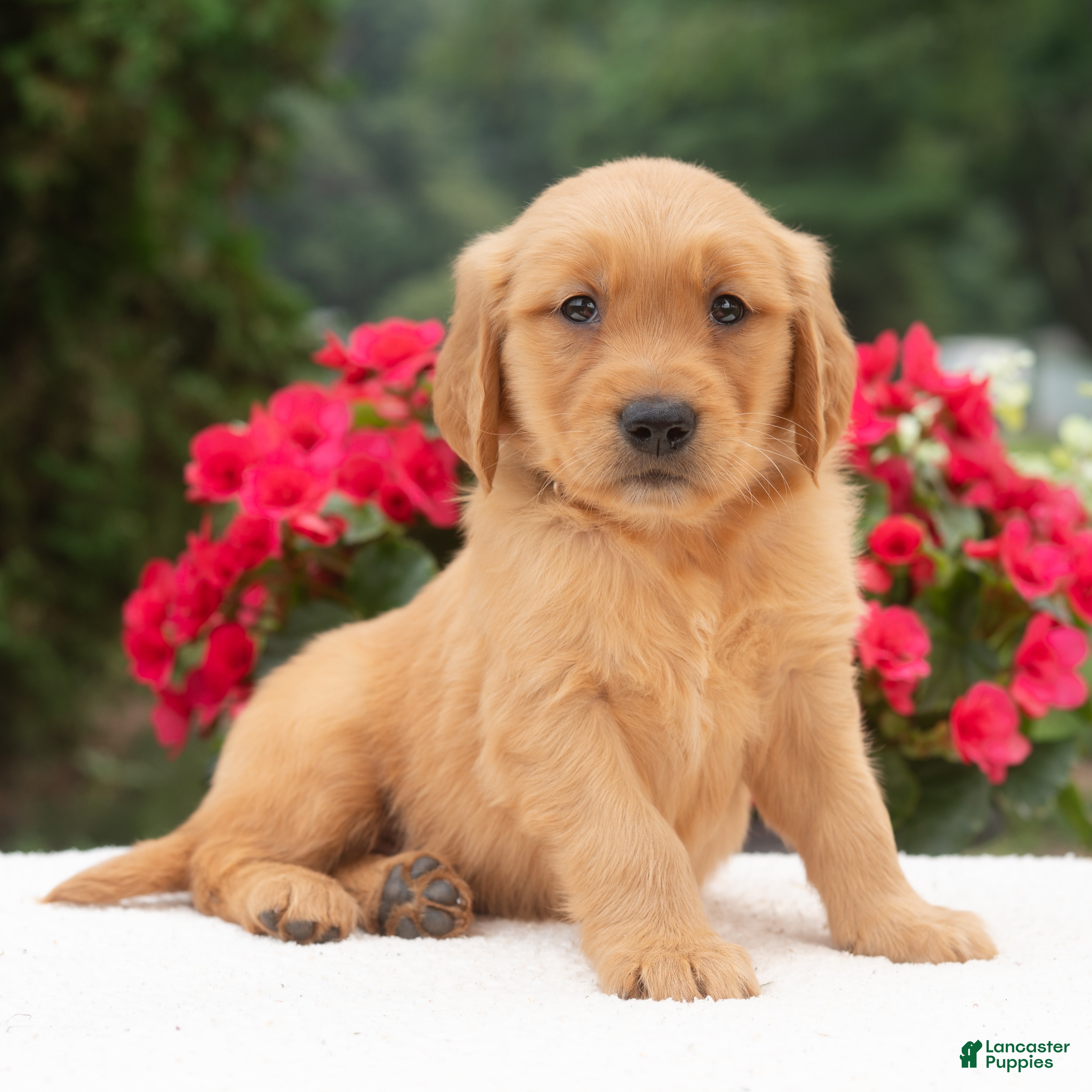 Golden Retriever dogs Kayden  - Ad 2