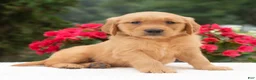 Golden Retriever dogs for sale: Kayden  - Ad 2