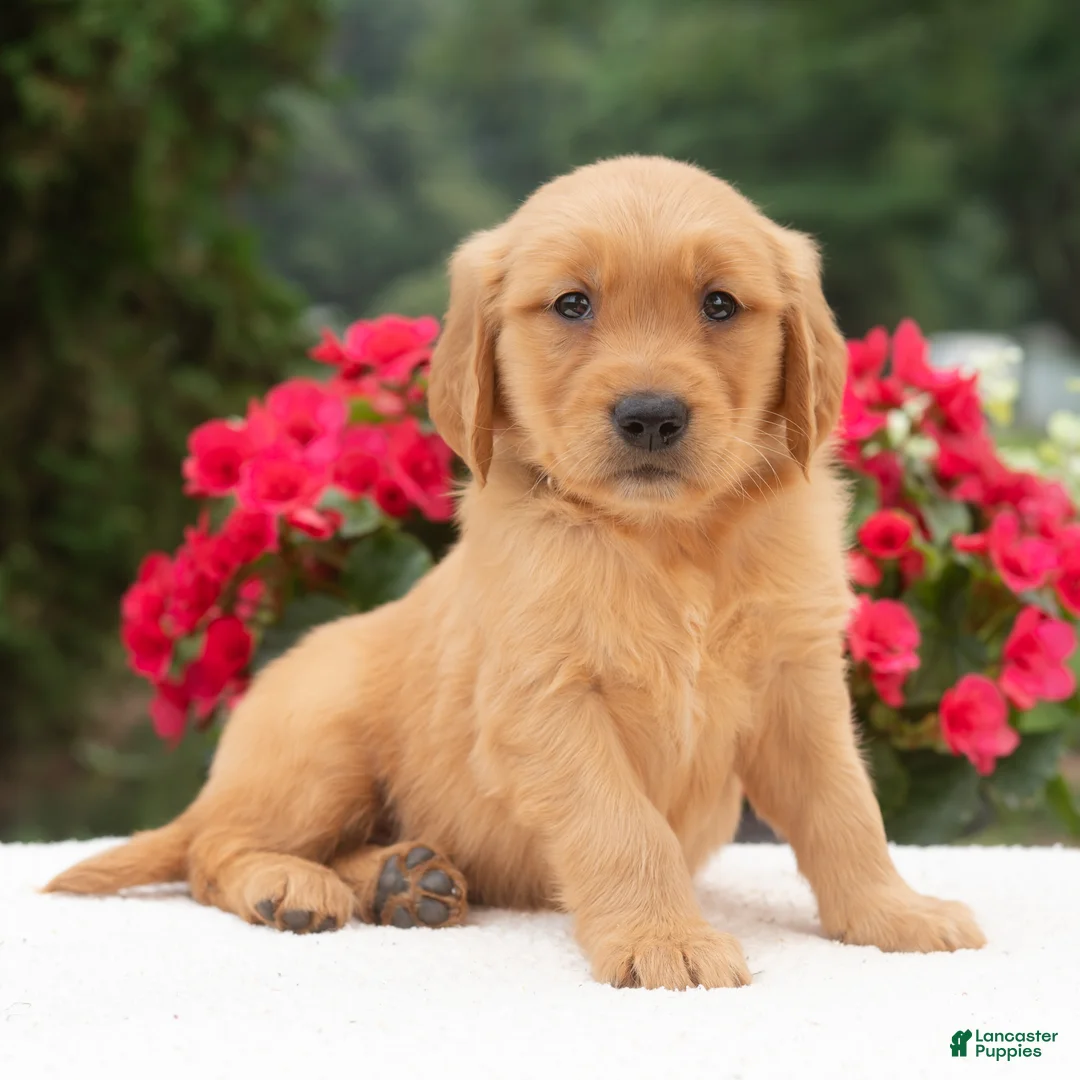 Golden Retriever dogs for sale: Kayden  - Ad 2