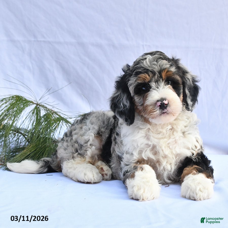Bernedoodle dogs Bella   - Ad 2