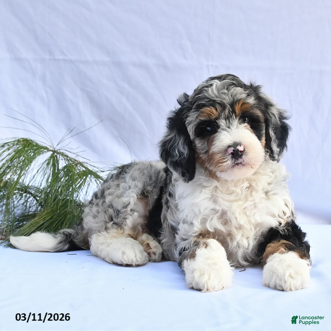 Bernedoodle dogs for sale: Bella   - Ad 2