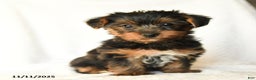 Yorkshire Terrier dogs for sale: Karson - Ad 2