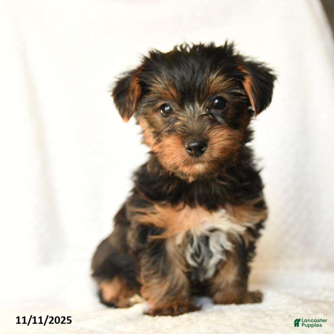 Yorkshire Terrier dogs for sale: Karson - Ad 2