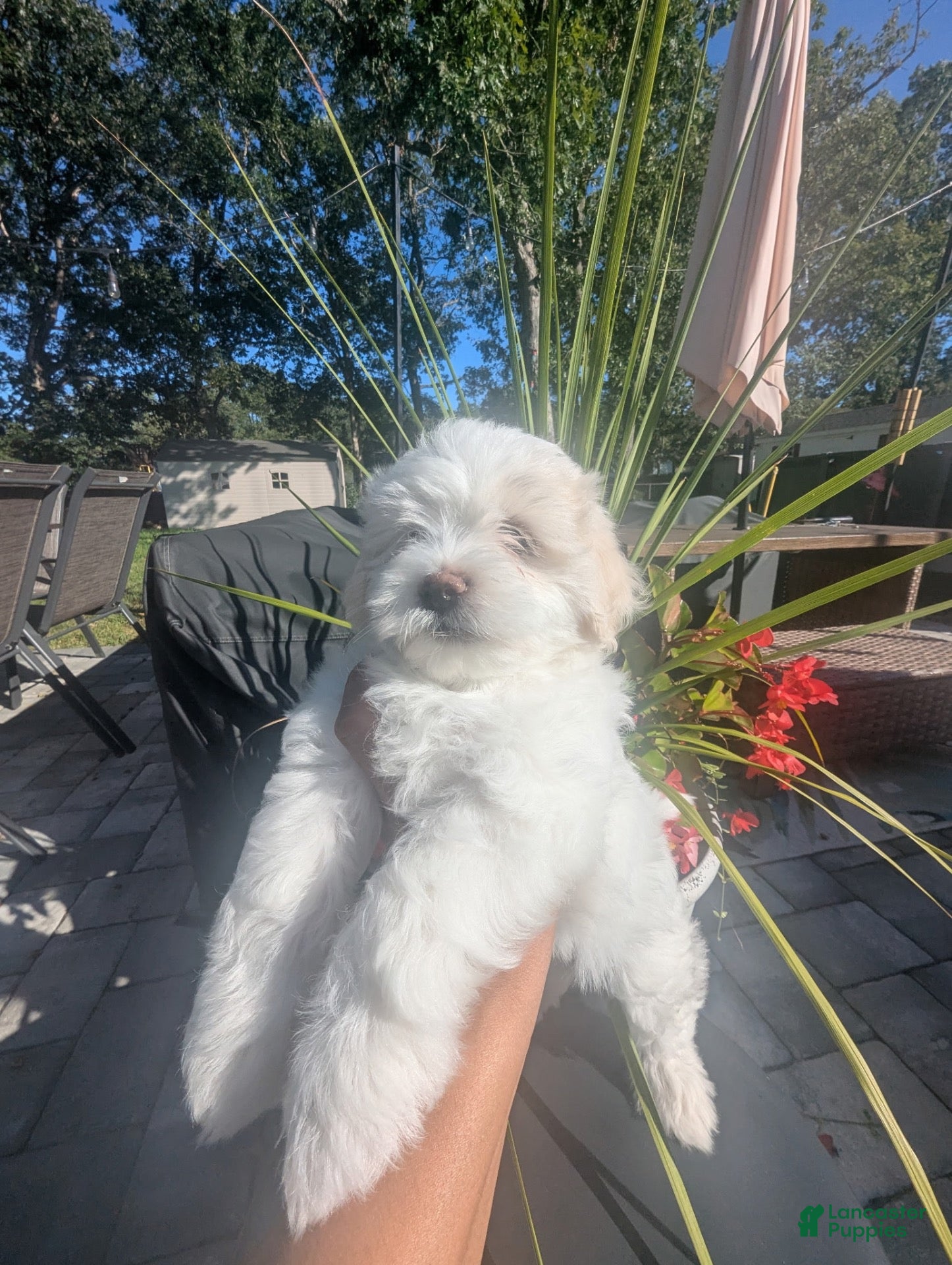 Maltipoo dogs Maltipoo 1 - Ad 1