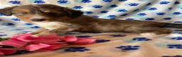 Mixed Breed dogs for sale: Skye - Ad 2