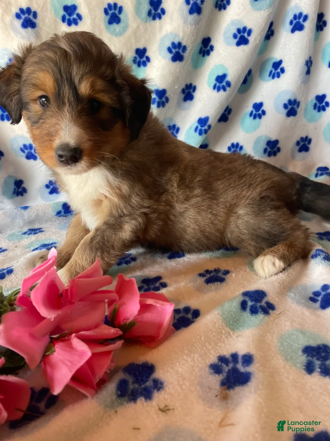 Mixed Breed dogs for sale: Skye - Ad 2