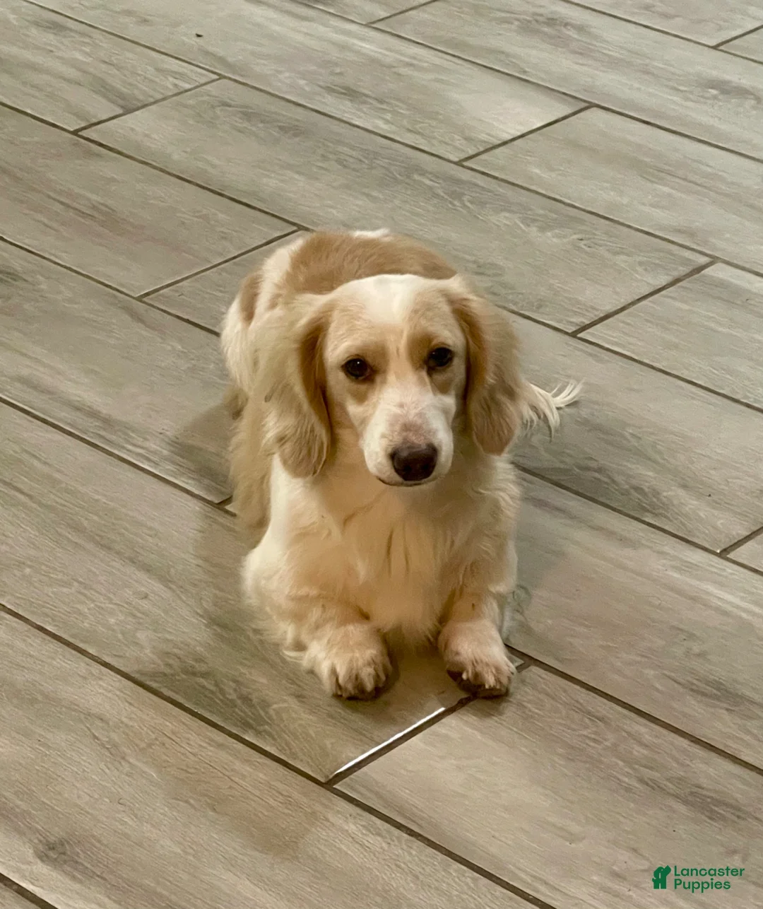 Dachshund dogs for sale: AKC Cream Piebald Adult Male  - Ad 11