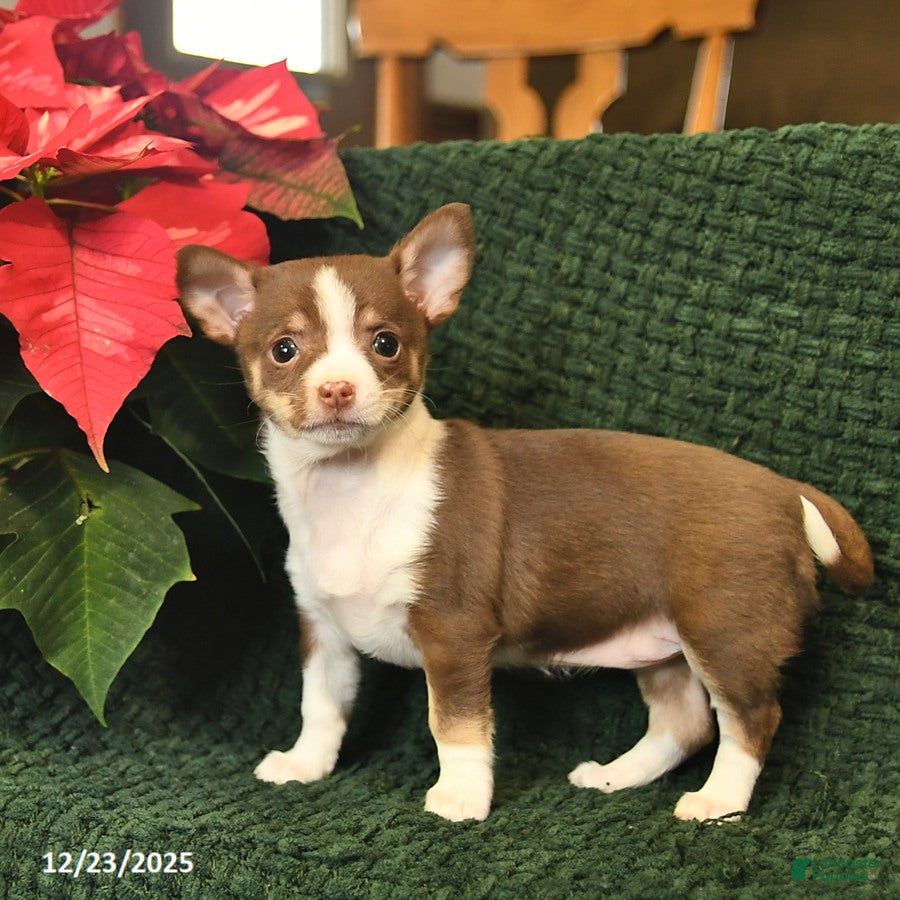 Chihuahua dogs Tinsel  - Ad 35