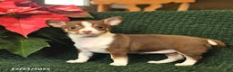 Chihuahua dogs for sale: Tinsel  - Ad 1