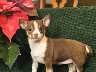 Chihuahua dogs Tinsel - Ad 37