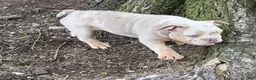 English Bulldog dogs for sale: Sebastian  - Ad 9