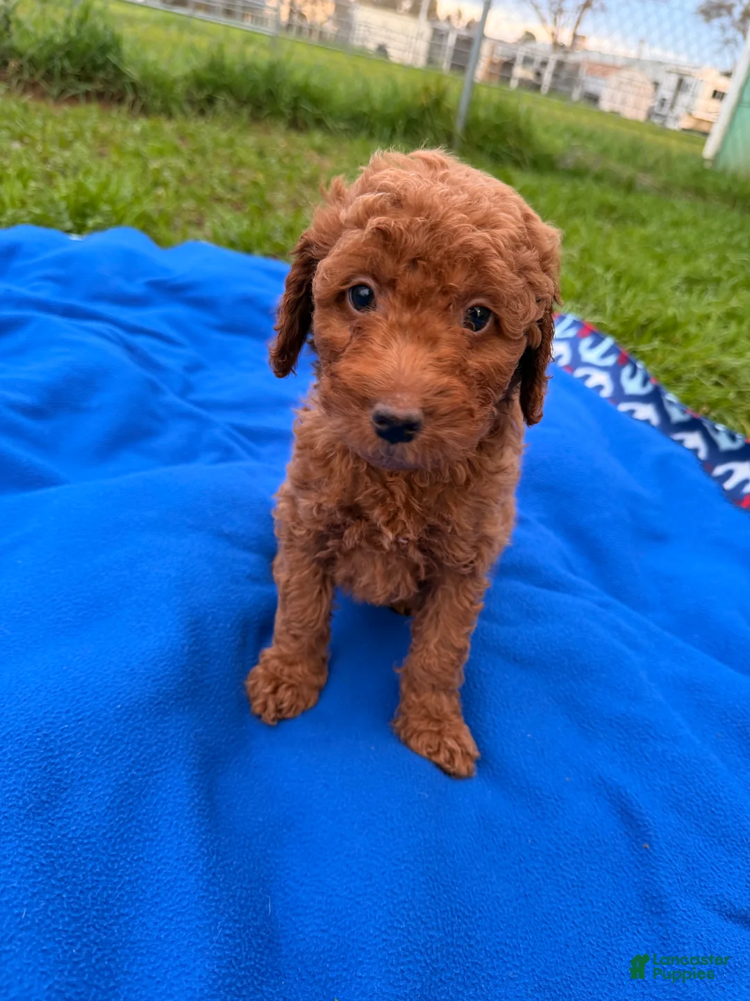 Mini Goldendoodle dogs for sale: Dasher - Ad 9