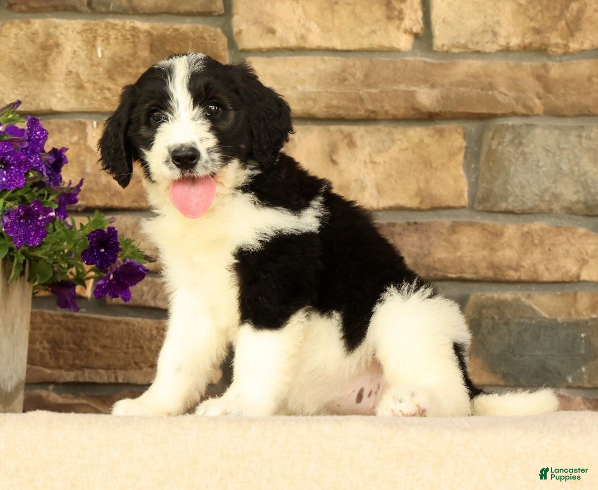 Saint Berdoodles dogs Fiona - Ad 2