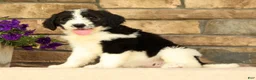 Saint Berdoodles dogs for sale: Fiona - Ad 2