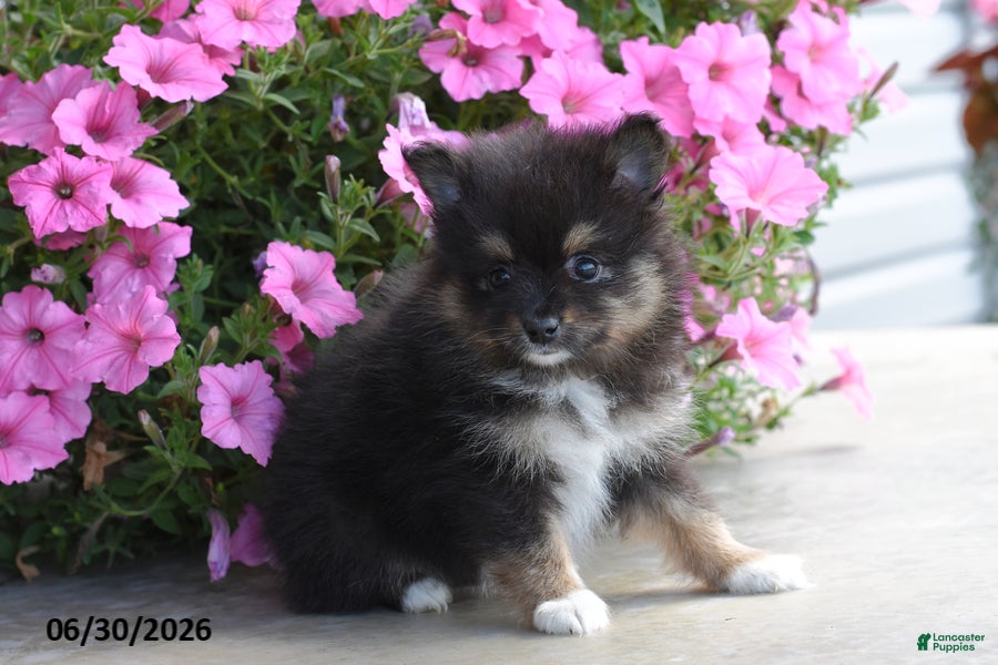 Pomeranian dogs Tara - Ad 2