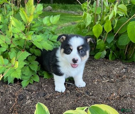 Welsh Corgi Pembroke dogs Owen - Ad 2