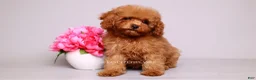 Toy Poodle dogs for sale: Francisca teddy bear dream  - Ad 1