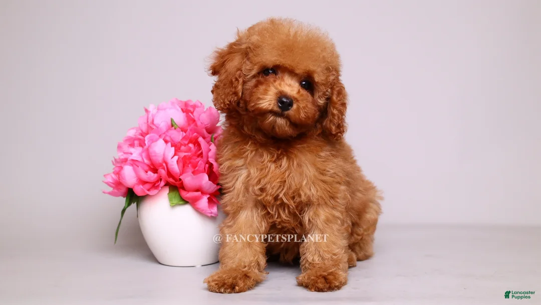 Toy Poodle dogs for sale: Francisca teddy bear dream  - Ad 1