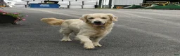 Golden Retriever dogs for sale: Dahlia - Ad 4