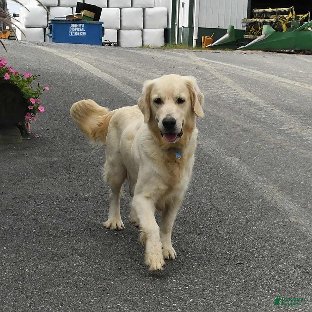 Golden Retriever dogs for sale: Dahlia - Ad 4