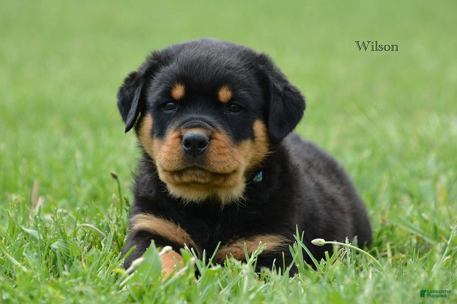 Rottweiler dogs Wilson - Ad 1