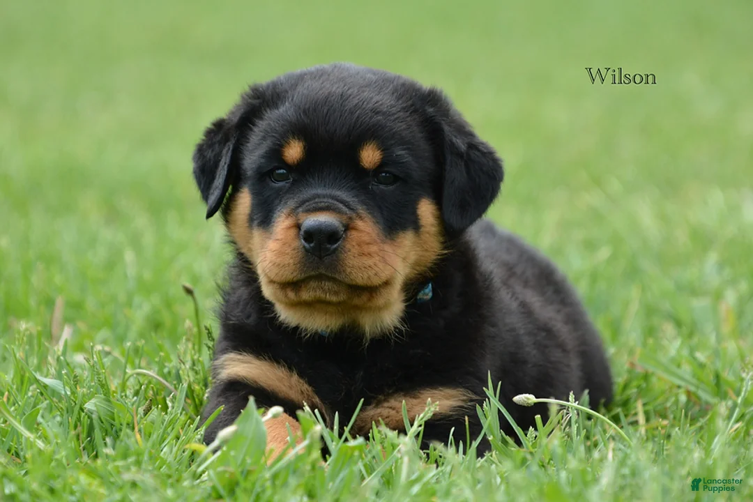 Rottweiler dogs for sale: Wilson - Ad 1