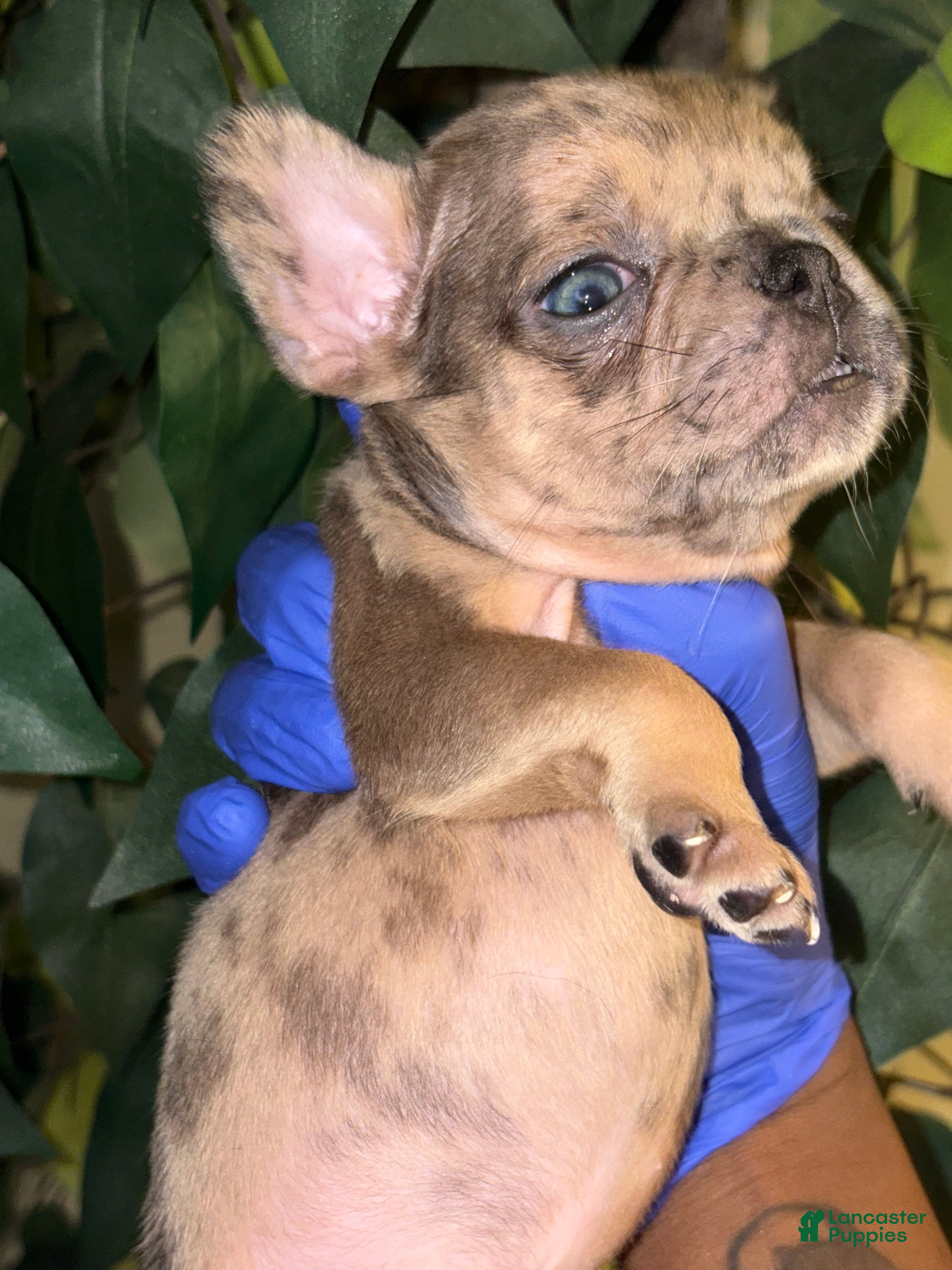 French Bulldog dogs French Bulldog  - Ad 40