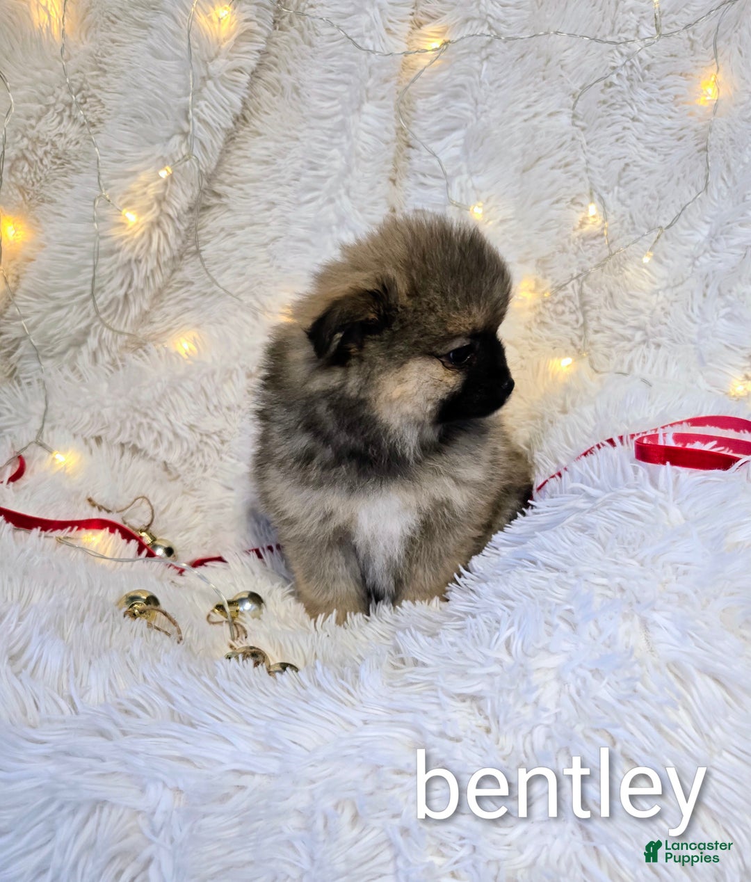 Pomeranian dogs for sale: Bentley - Ad 3