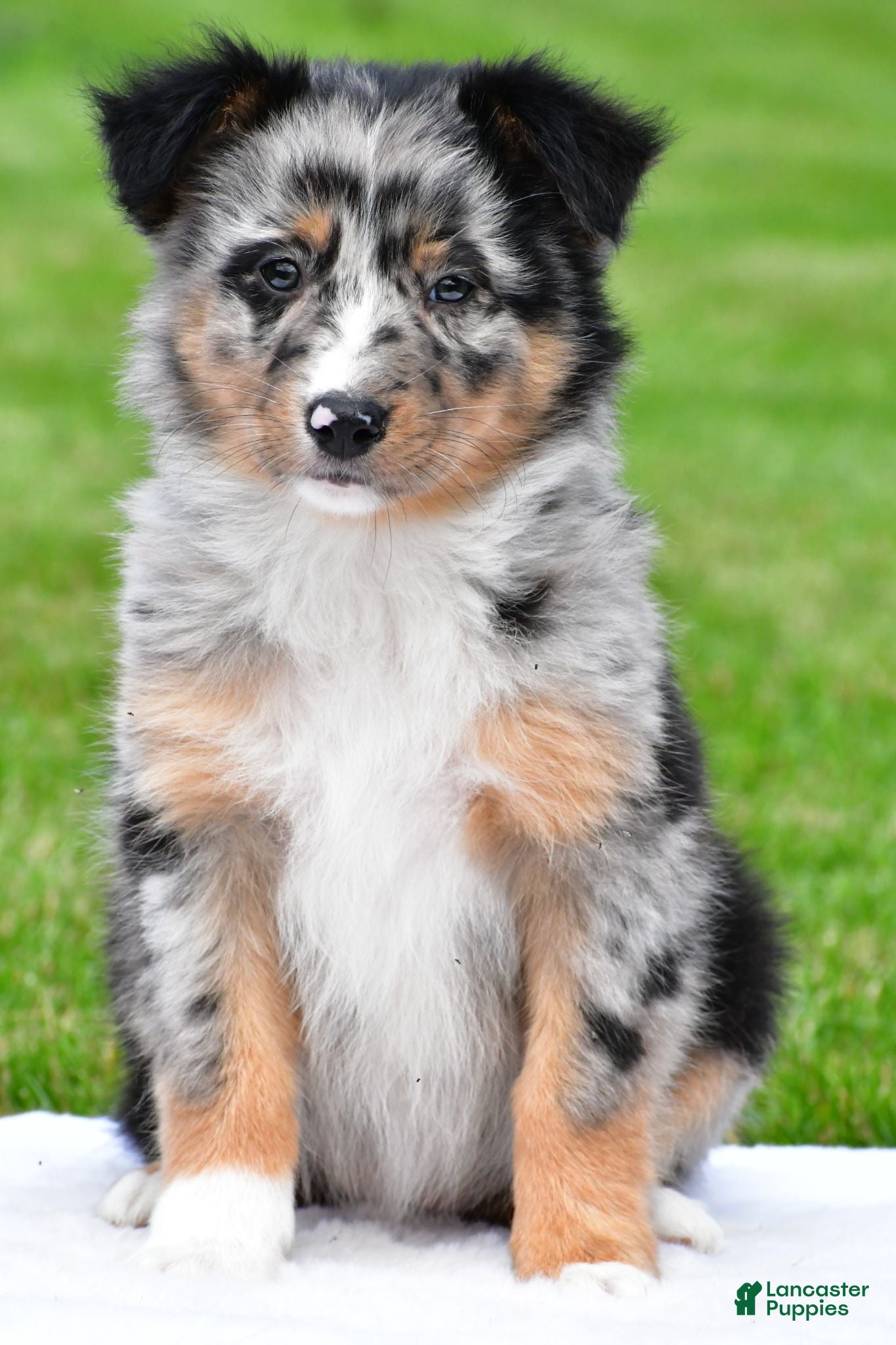 Australian Shepherd dogs Jody - Ad 2