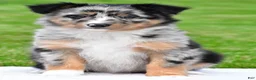 Australian Shepherd dogs for sale: Jody - Ad 2