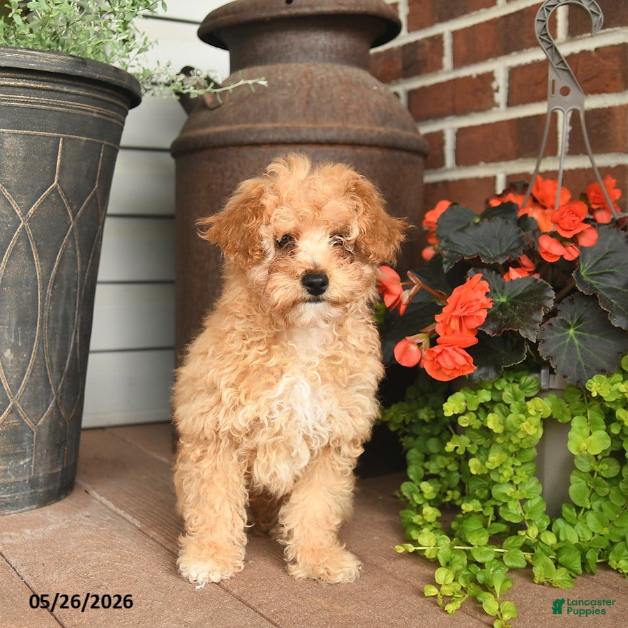 Toy Poodle dogs Benson - Ad 2