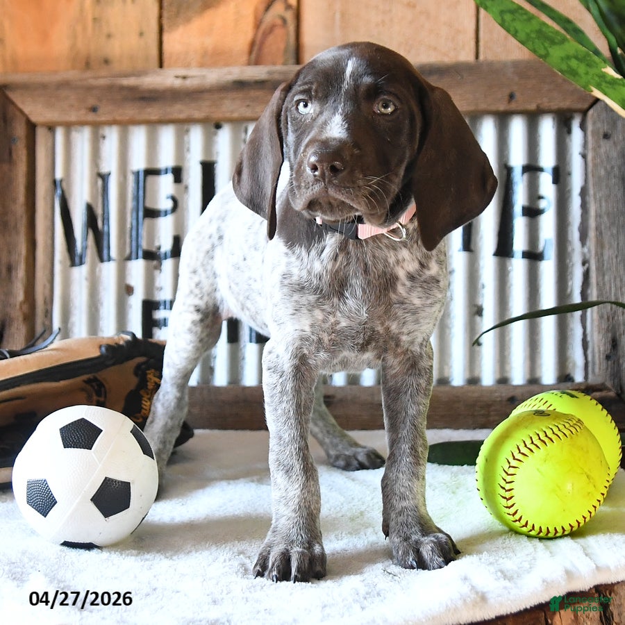 German Shorthaired Pointer dogs Britney - Ad 2