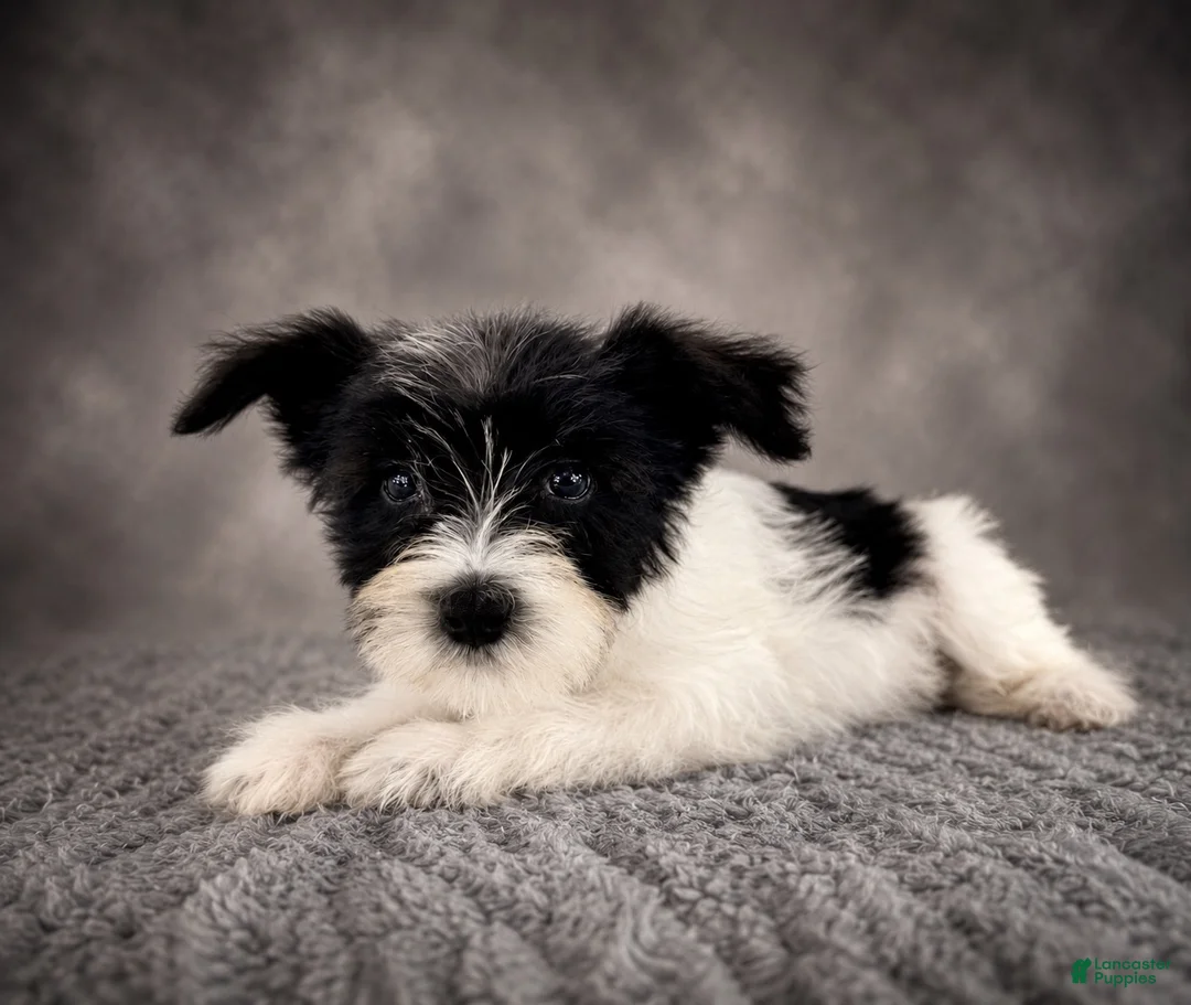 Miniature Schnauzer dogs for sale: AKC Susie  - Ad 2