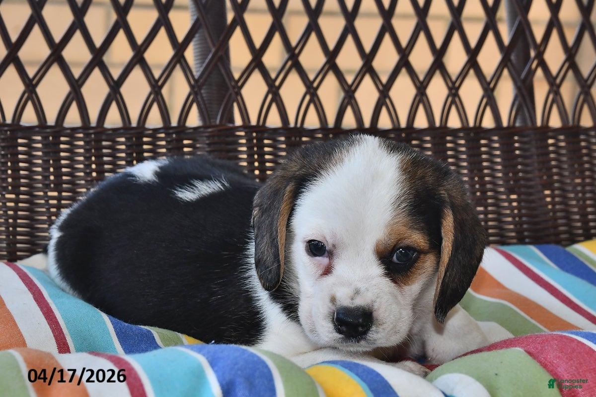 Beagle dogs Oddie - Ad 2